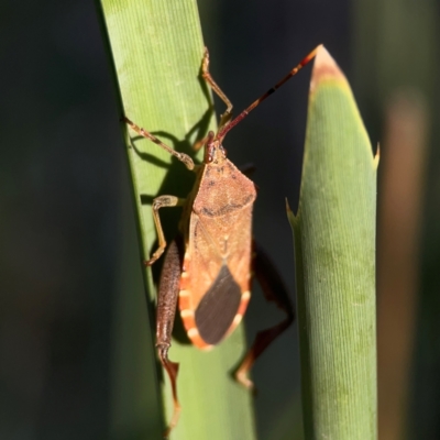 Amorbus sp. (genus) (Eucalyptus Tip bug) at Sullivans Creek, O'Connor - 19 Mar 2024 by Hejor1