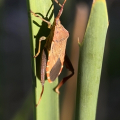 Amorbus sp. (genus) at Sullivans Creek, O'Connor - 19 Mar 2024