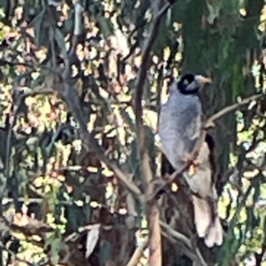 Manorina melanocephala at Sullivans Creek, O'Connor - 19 Mar 2024