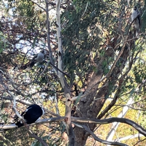 Manorina melanocephala at Sullivans Creek, O'Connor - 19 Mar 2024