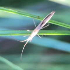 Mutusca brevicornis (A broad-headed bug) at Sullivans Creek, O'Connor - 19 Mar 2024 by Hejor1