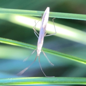 Mutusca brevicornis at Sullivans Creek, O'Connor - 19 Mar 2024