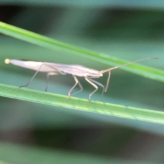 Mutusca brevicornis at Sullivans Creek, O'Connor - 19 Mar 2024