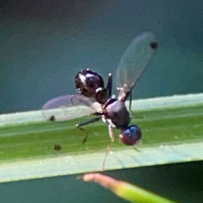Parapalaeosepsis plebeia (Ant fly) at Sullivans Creek, O'Connor - 19 Mar 2024 by Hejor1