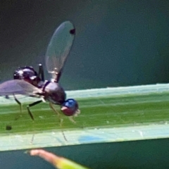 Parapalaeosepsis plebeia at Sullivans Creek, O'Connor - 19 Mar 2024