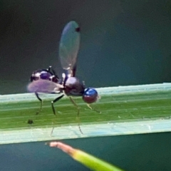 Parapalaeosepsis plebeia at Sullivans Creek, O'Connor - 19 Mar 2024