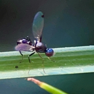 Parapalaeosepsis plebeia at Sullivans Creek, O'Connor - 19 Mar 2024