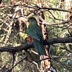 Alisterus scapularis at Sullivans Creek, O'Connor - 19 Mar 2024