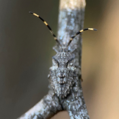 Alcaeus varicornis (Acacia shield bug) at Sullivans Creek, O'Connor - 19 Mar 2024 by Hejor1