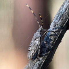 Alcaeus varicornis at Sullivans Creek, O'Connor - 19 Mar 2024