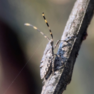 Alcaeus varicornis at Sullivans Creek, O'Connor - 19 Mar 2024 06:01 PM