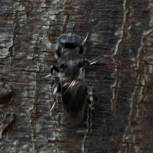 Chalcidoidea (superfamily) at Sullivans Creek, O'Connor - 19 Mar 2024 06:02 PM