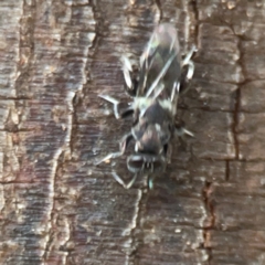 Chalcidoidea (superfamily) at Sullivans Creek, O'Connor - 19 Mar 2024 06:02 PM