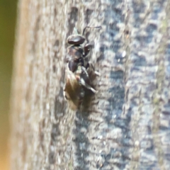 Chalcidoidea (superfamily) at Sullivans Creek, O'Connor - 19 Mar 2024 06:02 PM