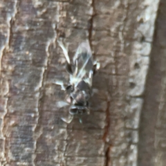 Chalcidoidea (superfamily) at Sullivans Creek, O'Connor - 19 Mar 2024 06:02 PM