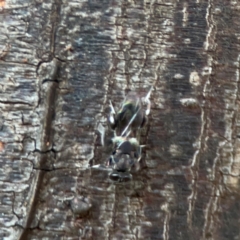 Chalcidoidea (superfamily) at Sullivans Creek, O'Connor - 19 Mar 2024 06:02 PM