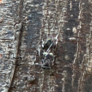 Chalcidoidea (superfamily) at Sullivans Creek, O'Connor - 19 Mar 2024 06:02 PM