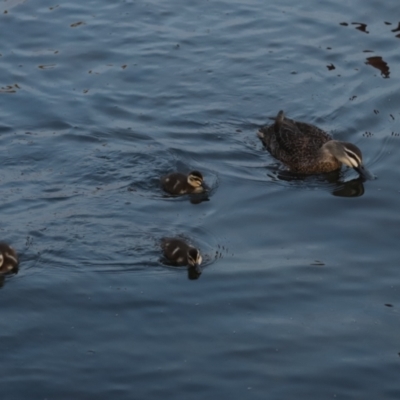 Anas superciliosa (Pacific Black Duck) at Lake Burley Griffin West - 12 Mar 2024 by Mike