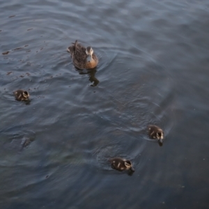 Anas superciliosa at Lake Burley Griffin West - 13 Mar 2024 07:06 AM