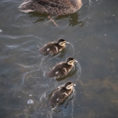 Anas superciliosa at Lake Burley Griffin West - 13 Mar 2024 07:06 AM