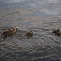 Anas superciliosa at Lake Burley Griffin West - 13 Mar 2024 07:06 AM