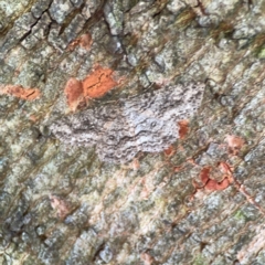 Ectropis fractaria (Ringed Bark Moth) at Sullivans Creek, O'Connor - 19 Mar 2024 by Hejor1