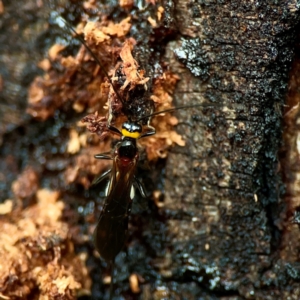 Braconidae (family) at Sullivans Creek, O'Connor - 19 Mar 2024