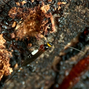 Braconidae (family) at Sullivans Creek, O'Connor - 19 Mar 2024