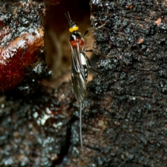 Braconidae (family) at Sullivans Creek, O'Connor - 19 Mar 2024