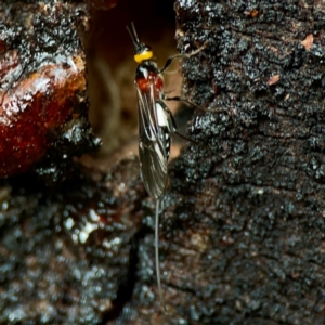 Braconidae (family) at Sullivans Creek, O'Connor - 19 Mar 2024