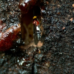 Braconidae (family) at Sullivans Creek, O'Connor - 19 Mar 2024