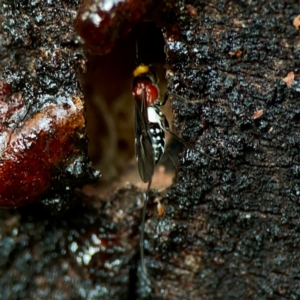 Braconidae (family) at Sullivans Creek, O'Connor - 19 Mar 2024