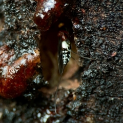 Braconidae (family) at Sullivans Creek, O'Connor - 19 Mar 2024