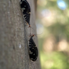 Porismus strigatus (Pied Lacewing) at Sullivans Creek, O'Connor - 19 Mar 2024 by Hejor1