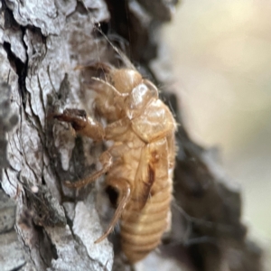 Cicadettini sp. (tribe) at Sullivans Creek, O'Connor - 19 Mar 2024