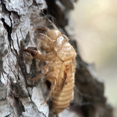Cicadettini sp. (tribe) (Cicada) at Sullivans Creek, O'Connor - 19 Mar 2024 by Hejor1