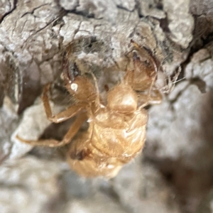 Cicadettini sp. (tribe) at Sullivans Creek, O'Connor - 19 Mar 2024