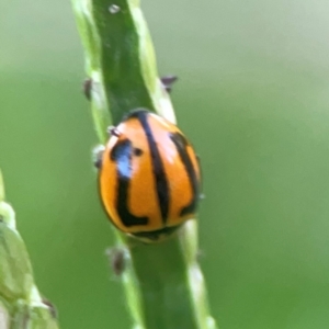 Micraspis frenata at Sullivans Creek, O'Connor - 19 Mar 2024