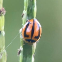 Micraspis frenata at Sullivans Creek, O'Connor - 19 Mar 2024