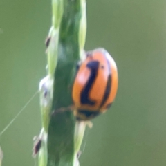 Micraspis frenata at Sullivans Creek, O'Connor - 19 Mar 2024