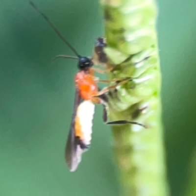 Braconidae (family) (Unidentified braconid wasp) at Sullivans Creek, O'Connor - 19 Mar 2024 by Hejor1