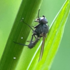 Diptera (order) at Sullivans Creek, O'Connor - 19 Mar 2024 by Hejor1