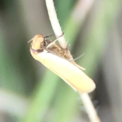 Oecophoridae provisional species 6 at suppressed - 19 Mar 2024