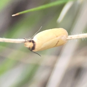 Oecophoridae provisional species 6 at suppressed - 19 Mar 2024