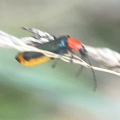 Chauliognathus tricolor (Tricolor soldier beetle) at Sullivans Creek, O'Connor - 19 Mar 2024 by Hejor1