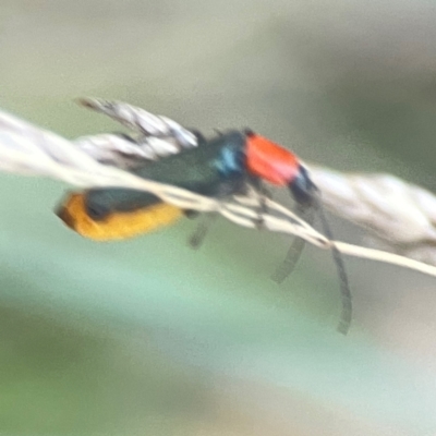 Chauliognathus tricolor (Tricolor soldier beetle) at Sullivans Creek, O'Connor - 19 Mar 2024 by Hejor1