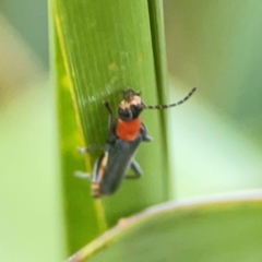 Chauliognathus tricolor at Sullivans Creek, O'Connor - 19 Mar 2024