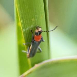 Chauliognathus tricolor at Sullivans Creek, O'Connor - 19 Mar 2024