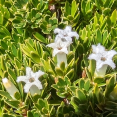 Pentachondra pumila (Carpet Heath) at Geehi, NSW - 19 Mar 2024 by HelenCross