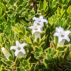 Pentachondra pumila at Kosciuszko National Park - 19 Mar 2024